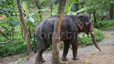 大象在树上抓他的身体。 泰国雨林自然<strong>动物</strong>。 <strong>高清</strong>慢速运动。